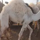 حشو حليب فاخر