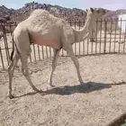 قعود للبيع