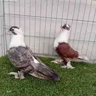 زوج حمام لبناني بعياله