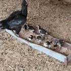 للبيع دجاج بكستاني