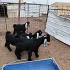 تيوس عوارض طيبات