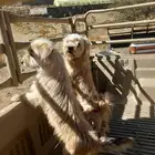 كلاب مالتيز زوج