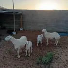 للبيع شياه حريات