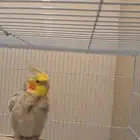 ذكر كروان