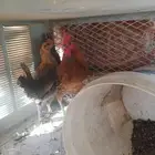 البيع جمله3 كامل عددها 3 ديك1 دجاجات 2فقط