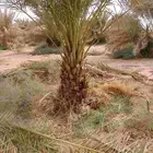 نخل خلاص برحي سكري