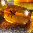 كهرمان بلطيقي حشري