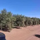 زيتون للبيع طول فوق مترين وسماكه ساق مطلوبه