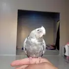 كروان اليف مفطوم