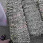 برسيم صافي طبرجل