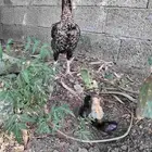 دجاجه شامو ألماني