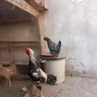 ديك باكستاني للبيع