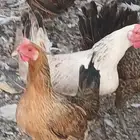 دجاج بلدي للبيع