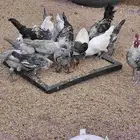 دجاج فيومي للبيع