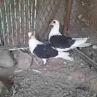 جوز حمام مصري
