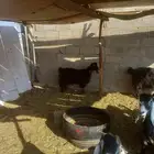 غنم ومزاء للبيع ع السوم فيها الي دافع قريب مرة وفيها المضرع