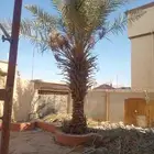 نخله اللي محتاجها يجي يشلها