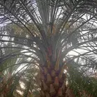 تعديل وتكييس النخيل