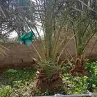 نقايل صقعي نجل هلالي