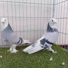 زوج تركي حرمي او ازرق