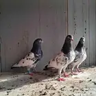 حمام باكستاني