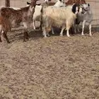 ماعز دفع بيشي محايلي عارضي العمر ثني ورباع