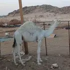 قعود عفر