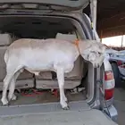 خروف سواكني