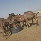 عرض وبيع مراح سواحل للبيع العدد 9 خلفات