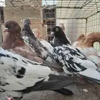 طبات لاكا ورام
