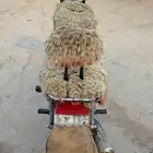 دباب اكس ميه الاصلي وارد العمودي نضيف على الشرط من اي عيب