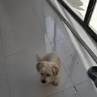 كلب مالتيزر هادي و اليف ما يعض و عمره سنتين