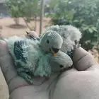 فروخ روز لهواة الغر