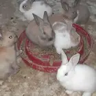 ارنب صغير عمر شهر 8 حبه