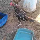دجاج باكستاني