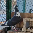 حمام سوري حجم كبير