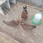 دجاج بلدي