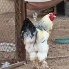 دجاج براهما مستوي للبيع