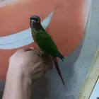 كنيور هدد للبيع