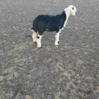 رخل نجديه
