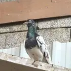 حمام تيدي