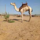 ركبي طايع السن ثني سوداني