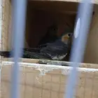 فروخ كروان للبيع مفطومه