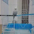 طير ذكر بادجي للبيع