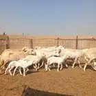 ضان خلفات 10 تحتها 9 ب 1150