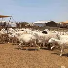 ضان حرش مقاني 43بلفحول ب 840