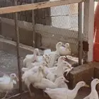 بسم الله ماشاء الله تبارك الرحمن 10جوزبط
