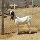 عنز رباع حايل فل شحم. تم البيع