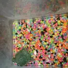 سلحفاة   برمائية