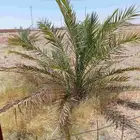 نوادر النخيل فقط
